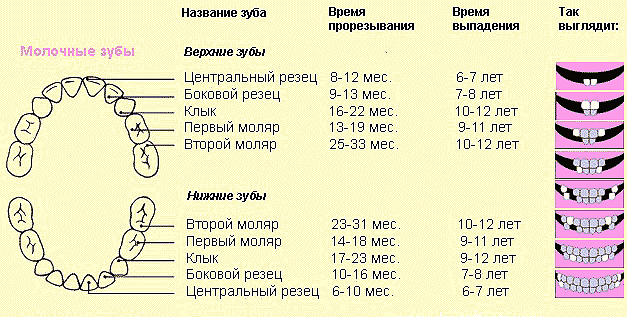 К чему во сне прорезаются зубы К чему во сне прорезаются зубы