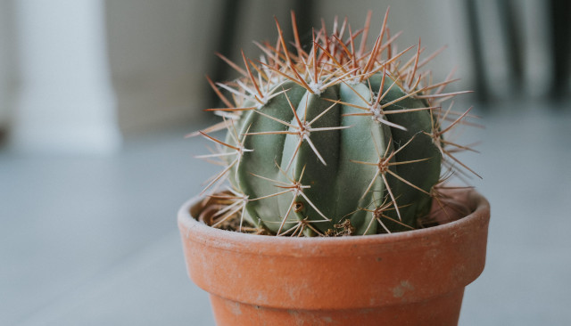 АНАЛЬНЫЙ ЗУД