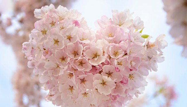 Метаболический синдром и сердечно-сосудистый риск