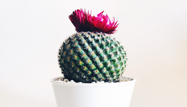 Ректороманоскопия